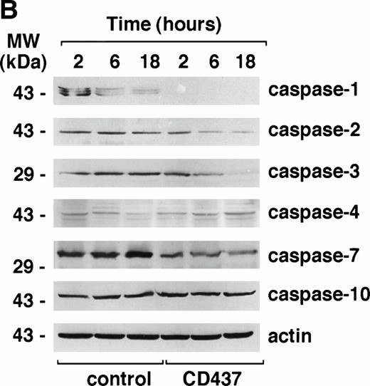 Fig. 7. Expression of caspase mRNA and proteins in untreated and CD437-treated NB4 cells. NB4 cells (300,000/mL) were grown in basal conditions (A) and treated for the indicated amount of time (B) with vehicle (DMSO, Control) or with 10−6 mol/L CD437. (A) One microgram of total RNA was reverse transcribed and PCR amplified with couple of amplimers specific for the indicated caspase cDNAs or for actin cDNA. One tenth of the PCR reaction mixture was run on a 1.2% agarose gel stained with ethidium bromide. Appropriate blanks reverse transcribed in the absence of RNA (no RNA) were set up for each RT-PCR reaction; only the blank corresponding to actin is shown. The molecular weight of DNA standards is indicated on the left. (B) Aliquots of the NB4 homogenates containing an equivalent amount of protein were subjected to Western blot analysis with antibodies specific for the indicated caspases or for actin. The molecular weight of protein standards is indicated on the left. The data are representative of those obtained in three separate experiments.