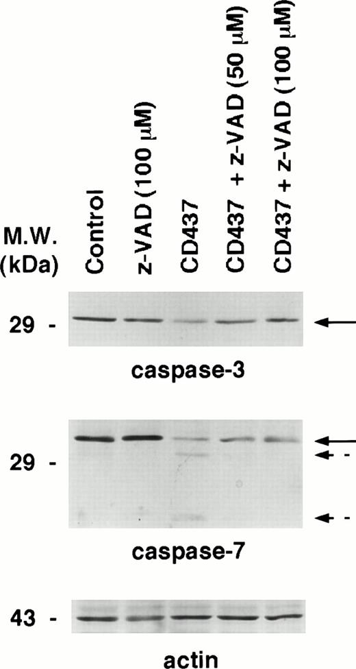 Fig. 8. Effect of the caspase inhibitor z-VAD on the degradation of caspase-3 and caspase-7 in CD437-treated NB4 cells. NB4 cells (300,000/mL) were treated for 6 hours with vehicle (DMSO, Control) and with 10−6 mol/L CD437 following 2 hours preincubation in the absence or in the presence of the indicated concentration of z-VAD. Aliquots of the NB4 homogenates containing an equivalent amount of protein were subjected to Western blot analysis with antibodies specific for caspase-3, caspase-7, and for actin. Solid arrows indicate the position of the band corresponding to pro–caspase-3 and pro–caspase-7, whereas broken arrows indicate the bands corresponding to the large and small subunit of activated caspase-7. The molecular weight of protein standards is indicated on the left. The results were replicated in a separate experiment.