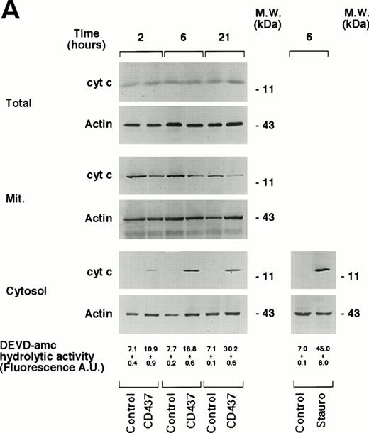 Fig. 9. Intracellular redistribution of cyt c in NB4 cells following treatment with CD437. (A) NB4 cells (300,000/mL) were treated for the indicated amount of time with vehicle (DMSO, Control) and with 10−6 mol/L CD437. Following harvesting and homogenization, a small aliquot of the homogenate was directly processed for Western blot analysis (total) and for the determination of DEVD-amc hydrolytic activity. The remaining amount of homogenate was subjected to differential ultracentrifugation to separate the mitochondrial fraction (Mit.) from the cytosol before Western blot analysis. Aliquots of the various fractions containing an equivalent amount of protein (30 μg) were subjected to Western blot analysis with antibodies specific for cyt c and actin. The molecular weight of protein standards is indicated on the right. The values of DEVD-amc hydrolytic activity are the mean ± SD of three replicates of the same homogenate. (B) NB4 cells (300,000/mL) were treated for 6 hours with vehicle (DMSO, Control) and with 10−6 mol/L CD437 following 2 hours preincubation in the absence or in the presence of z-VAD (100 μmol/L). Aliquots of the NB4 homogenates (total) or the cytosol fraction as in (A) containing an equivalent amount of protein were subjected to Western blot analysis with antibodies specific for cyt c and for actin. The molecular weight of protein standards is indicated on the right. The experiments are representative of at least four other experiments giving essentially the same results.