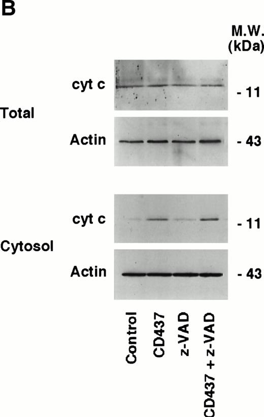 Fig. 9. Intracellular redistribution of cyt c in NB4 cells following treatment with CD437. (A) NB4 cells (300,000/mL) were treated for the indicated amount of time with vehicle (DMSO, Control) and with 10−6 mol/L CD437. Following harvesting and homogenization, a small aliquot of the homogenate was directly processed for Western blot analysis (total) and for the determination of DEVD-amc hydrolytic activity. The remaining amount of homogenate was subjected to differential ultracentrifugation to separate the mitochondrial fraction (Mit.) from the cytosol before Western blot analysis. Aliquots of the various fractions containing an equivalent amount of protein (30 μg) were subjected to Western blot analysis with antibodies specific for cyt c and actin. The molecular weight of protein standards is indicated on the right. The values of DEVD-amc hydrolytic activity are the mean ± SD of three replicates of the same homogenate. (B) NB4 cells (300,000/mL) were treated for 6 hours with vehicle (DMSO, Control) and with 10−6 mol/L CD437 following 2 hours preincubation in the absence or in the presence of z-VAD (100 μmol/L). Aliquots of the NB4 homogenates (total) or the cytosol fraction as in (A) containing an equivalent amount of protein were subjected to Western blot analysis with antibodies specific for cyt c and for actin. The molecular weight of protein standards is indicated on the right. The experiments are representative of at least four other experiments giving essentially the same results.