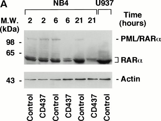 Fig. 10. Degradation of PML–RAR- by CD437 in PR9 and NB4 cells. (A) NB4 cells (300,000/mL) were treated for the indicated amount of time with vehicle (DMSO, Control) or with 10−6 mol/L CD437. (B) NB4 cells (300,000/mL) were treated for 6 hours with vehicle (DMSO, Control) or with 10−6 mol/L CD437 following pretreatment for 2 hours in the absence or presence of z-VAD (100 μmol/L). (C) U937, PR9, and MT8 cells (300,000/mL) were treated for 16 hours with vehicle (DMSO, Control) or with 10−6 mol/L CD437 in the presence or absence of zinc sulfate (Zn, 100 μmol/L) as indicated. The percentage of cells showing nuclear fragmentation upon staining with DAPI was scored on parallel cultures. Each value represents the mean ± SD of three replicate cultures. ND, not determined. For Western blot analysis, cells were obtained, homogenized, and aliquots of the homogenate containing an equivalent amount of protein were subjected to polyacrylamide gel electrophoresis, electrotransfer to nitrocellulose membranes, and incubation with antibodies recognizing human RAR- and human actin (A). Alternatively, blots were sequentially probed with the two antibodies (B and C). The molecular weight of protein standards is indicated on the left. The results were replicated in a separate experiment.