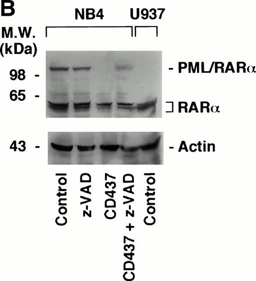 Fig. 10. Degradation of PML–RAR- by CD437 in PR9 and NB4 cells. (A) NB4 cells (300,000/mL) were treated for the indicated amount of time with vehicle (DMSO, Control) or with 10−6 mol/L CD437. (B) NB4 cells (300,000/mL) were treated for 6 hours with vehicle (DMSO, Control) or with 10−6 mol/L CD437 following pretreatment for 2 hours in the absence or presence of z-VAD (100 μmol/L). (C) U937, PR9, and MT8 cells (300,000/mL) were treated for 16 hours with vehicle (DMSO, Control) or with 10−6 mol/L CD437 in the presence or absence of zinc sulfate (Zn, 100 μmol/L) as indicated. The percentage of cells showing nuclear fragmentation upon staining with DAPI was scored on parallel cultures. Each value represents the mean ± SD of three replicate cultures. ND, not determined. For Western blot analysis, cells were obtained, homogenized, and aliquots of the homogenate containing an equivalent amount of protein were subjected to polyacrylamide gel electrophoresis, electrotransfer to nitrocellulose membranes, and incubation with antibodies recognizing human RAR- and human actin (A). Alternatively, blots were sequentially probed with the two antibodies (B and C). The molecular weight of protein standards is indicated on the left. The results were replicated in a separate experiment.