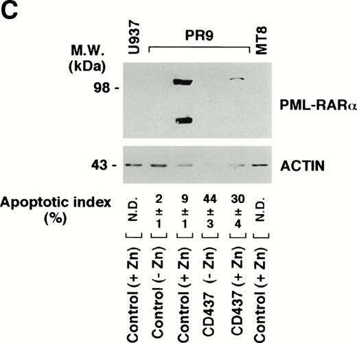 Fig. 10. Degradation of PML–RAR- by CD437 in PR9 and NB4 cells. (A) NB4 cells (300,000/mL) were treated for the indicated amount of time with vehicle (DMSO, Control) or with 10−6 mol/L CD437. (B) NB4 cells (300,000/mL) were treated for 6 hours with vehicle (DMSO, Control) or with 10−6 mol/L CD437 following pretreatment for 2 hours in the absence or presence of z-VAD (100 μmol/L). (C) U937, PR9, and MT8 cells (300,000/mL) were treated for 16 hours with vehicle (DMSO, Control) or with 10−6 mol/L CD437 in the presence or absence of zinc sulfate (Zn, 100 μmol/L) as indicated. The percentage of cells showing nuclear fragmentation upon staining with DAPI was scored on parallel cultures. Each value represents the mean ± SD of three replicate cultures. ND, not determined. For Western blot analysis, cells were obtained, homogenized, and aliquots of the homogenate containing an equivalent amount of protein were subjected to polyacrylamide gel electrophoresis, electrotransfer to nitrocellulose membranes, and incubation with antibodies recognizing human RAR- and human actin (A). Alternatively, blots were sequentially probed with the two antibodies (B and C). The molecular weight of protein standards is indicated on the left. The results were replicated in a separate experiment.