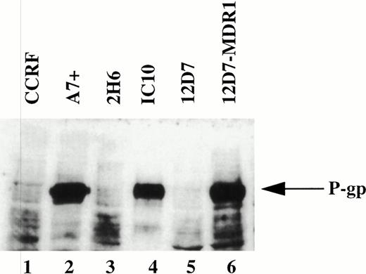 Fig. 1. Expression of P-gp on drug-selected and retrovirus transduced cell lines. Western blot of cell lysates from drug-selected CEM cell lines CCRF, A7+, 2H6, IC10; the T-cell line 12D7 and 12D7 transduced with a retrovirus containing full-length human MDR1 cDNA (12D7-MDR1) were probed with the anti–P-gp MoAb, C219. The position of 170 kD P-gp is indicated by the arrow on the right.
