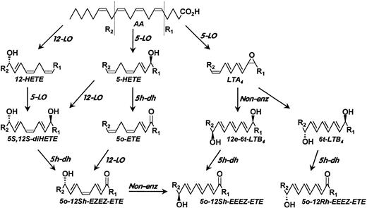 Fig. 10. Scheme for the formation of 5-oxo-12S-HETE and 8-trans-5-oxo-12(RS)-HETE by mixtures of platelets and neutrophils. Arachidonic acid (AA) is converted to 12-HETE by 12-LO and to 5-HETE and LTA4 by 5-LO. 12-HETE and 5-HETE can be converted to 5S,12S-diHETE by neutrophil 5-LO or platelet 12-LO, respectively, whereas 5-HETE can also be converted to 5-oxo-ETE by 5-hydroxyeicosanoid dehydrogenase (5h-dh) in neutrophils or platelets. 5-oxo-12S-HETE can be formed either by the action of 5h-dh on 5S,12S-diHETE or the actions of 12-LO on 5-oxo-ETE. The 8-trans isomers of 5-oxo-12-HETE can be formed by the actions of 5h-dh on 6-trans-LTB4, which is converted to 8-trans-5-oxo-12R-HETE, and 12-epi-6-trans-LTB4, which is converted to 8-trans-5-oxo-12R-HETE.
