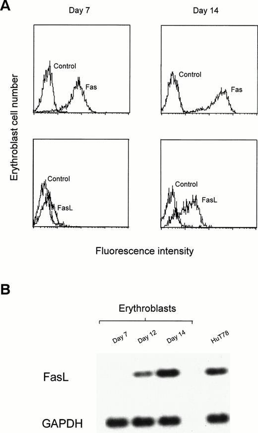 Fig. 3. Expression of Fas and FasL in unilineage erythroid differentiation. Purified peripheral blood CD34+ cells were cultivated with high concentration of Epo and very low amounts of IL-3 and GM-CSF for up to 14 days. (A) After 7 and 14 days cells were stained with control, anti-Fas (Fas), and anti-FasL (FasL) Abs, and analyzed by flow cytometry. (B) Semiquantitative RT-PCR analysis from erythroblasts at different days of culture and from HuT78 cells. Top lane, human FasL cDNA amplification; bottom lane, GAPDH cDNA amplification used to normalize RT-RNAs. A representative experiment out of three performed with cells from different donors is shown.
