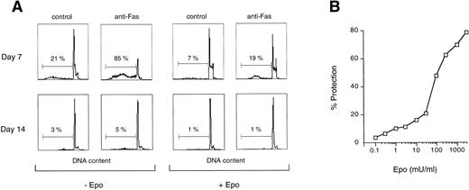 Fig. 4. Fas is functional in immature erythroblasts in the absence of high levels of Epo. (A) Peripheral CD34-derived day-7 and day-14 erythroblasts were incubated for 24 hours with or without 200 ng/mL of agonistic anti-Fas MoAb in the absence (−Epo) or in the presence (+Epo) of 3 U/mL recombinant Epo. Apoptosis was quantitated by DNA staining and flow cytometry analysis. (B) Day-7 cells were treated as described above with different concentrations of Epo. Percentage of protection was calculated by comparison with cells stimulated in the absence of Epo. A representative experiment out of five performed with cells from different donors is shown. (C) Lysates from day-7 and day-14 cells untreated (control) or stimulated for different times with agonistic anti-Fas MoAb (anti-Fas) were analyzed for their ability to cleave the fluorogenic caspase substrate DEVD-AFC. Data are expressed in arbitrary fluorescence units and show a representative experiment out of four performed with cells from different donors.