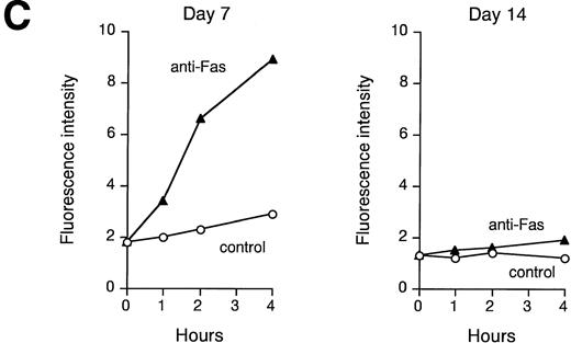 Fig. 4. Fas is functional in immature erythroblasts in the absence of high levels of Epo. (A) Peripheral CD34-derived day-7 and day-14 erythroblasts were incubated for 24 hours with or without 200 ng/mL of agonistic anti-Fas MoAb in the absence (−Epo) or in the presence (+Epo) of 3 U/mL recombinant Epo. Apoptosis was quantitated by DNA staining and flow cytometry analysis. (B) Day-7 cells were treated as described above with different concentrations of Epo. Percentage of protection was calculated by comparison with cells stimulated in the absence of Epo. A representative experiment out of five performed with cells from different donors is shown. (C) Lysates from day-7 and day-14 cells untreated (control) or stimulated for different times with agonistic anti-Fas MoAb (anti-Fas) were analyzed for their ability to cleave the fluorogenic caspase substrate DEVD-AFC. Data are expressed in arbitrary fluorescence units and show a representative experiment out of four performed with cells from different donors.