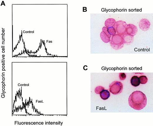 Fig. 2. Fas and FasL expression in bone marrow erythroblasts. Bone marrow erythroid cells obtained by needle aspiration were purified by Ficoll and flow cytometry sorting based on glycophorin-A positivity. Erythroblasts were subsequently analyzed by flow cytometry for Fas and FasL expression (A), and by immunohistochemistry on cytospins stained with control (B) or anti-FasL polyclonal Abs (C) and revealed with alkaline phosphatase. A representative experiment out of five performed with cells from three different donors is shown.