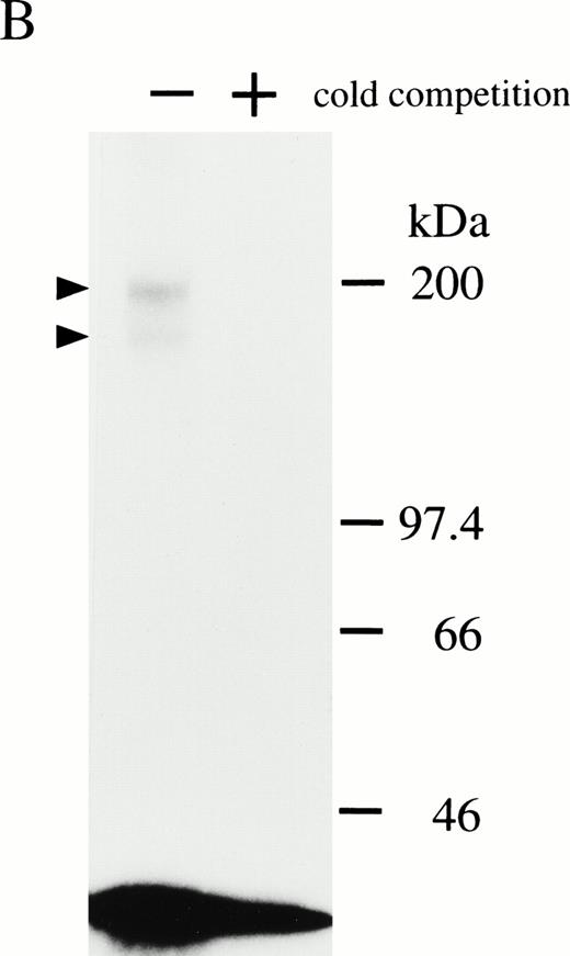 Fig. 1. (A) Scatchard plot analyses of mOSM binding to LO cells. LO cells were incubated with various concentrations of125I-labeled mOSM in the presence or absence of a 1,000-fold excess of unlabeled mOSM. After 3 hours of incubation at 4°C, free mOSM was washed out through a Whatman GF/C glass filter (Maidstone, UK), and the bound radioactivity was measured by a gamma counter. Specific binding was obtained by subtracting nonspecific binding from total binding. Data are plotted according to the Scatchard transformation using the LIGAND program. Each point represents the average of duplicate measurements. The analyses clearly show two distinct affinities. (B) Cross-linking experiment using LO cells. LO cells were incubated with 5 nmol/L 125I-mOSM in the presence or absence of a 1,000-fold excess of unlabeled mOSM. After 4 hours of incubation at 4°C, cross-linked proteins were analyzed by SDS-PAGE.