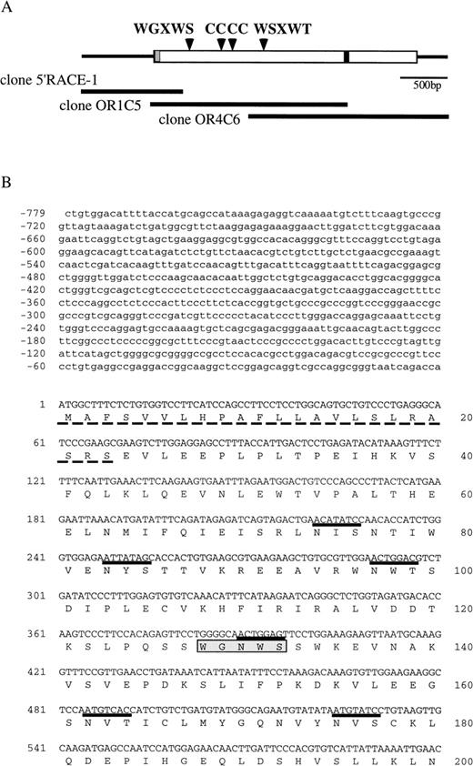 Fig. 2. (A) Schematic representation of the structure of mOSMRβ cDNA. The 5′ and 3′ UTRs (solid line) and the coding region (boxed region) containing the predicted signal sequence (hatched box) and the transmembrane domain (filled box) are shown. The position of cysteines and WS motifs that are conserved among the cytokine receptor superfamily is marked. The location of three overlapping cDNA clones isolated is also indicated. (B) Nucleotide and predicted amino acid sequence of mOSMRβ. Amino acids are shown by the one-letter code. Conserved cysteines and WS motifs are shaded. Potential asparagine-linked glycosylation sites (NXS/T) are underlined. The putative signal sequence and transmembrane domain are shown by a broken line and a double underline, respectively. Primers used to clone the cDNA are also shown as an underline with an arrow. YXXQ motifs are boxed. (C) Comparison of amino acid sequences between mOSMRβ and hOSMRβ. Identical amino acid residues are shown as bold letters.