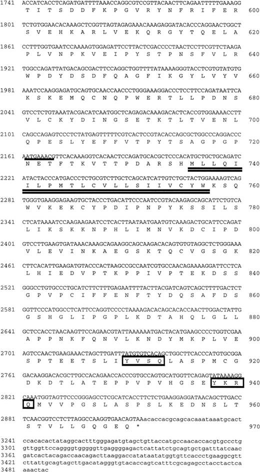 Fig. 2. (A) Schematic representation of the structure of mOSMRβ cDNA. The 5′ and 3′ UTRs (solid line) and the coding region (boxed region) containing the predicted signal sequence (hatched box) and the transmembrane domain (filled box) are shown. The position of cysteines and WS motifs that are conserved among the cytokine receptor superfamily is marked. The location of three overlapping cDNA clones isolated is also indicated. (B) Nucleotide and predicted amino acid sequence of mOSMRβ. Amino acids are shown by the one-letter code. Conserved cysteines and WS motifs are shaded. Potential asparagine-linked glycosylation sites (NXS/T) are underlined. The putative signal sequence and transmembrane domain are shown by a broken line and a double underline, respectively. Primers used to clone the cDNA are also shown as an underline with an arrow. YXXQ motifs are boxed. (C) Comparison of amino acid sequences between mOSMRβ and hOSMRβ. Identical amino acid residues are shown as bold letters.