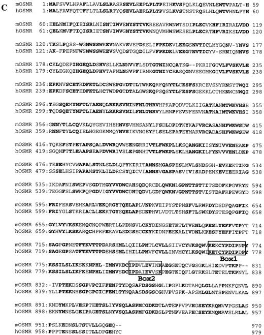 Fig. 2. (A) Schematic representation of the structure of mOSMRβ cDNA. The 5′ and 3′ UTRs (solid line) and the coding region (boxed region) containing the predicted signal sequence (hatched box) and the transmembrane domain (filled box) are shown. The position of cysteines and WS motifs that are conserved among the cytokine receptor superfamily is marked. The location of three overlapping cDNA clones isolated is also indicated. (B) Nucleotide and predicted amino acid sequence of mOSMRβ. Amino acids are shown by the one-letter code. Conserved cysteines and WS motifs are shaded. Potential asparagine-linked glycosylation sites (NXS/T) are underlined. The putative signal sequence and transmembrane domain are shown by a broken line and a double underline, respectively. Primers used to clone the cDNA are also shown as an underline with an arrow. YXXQ motifs are boxed. (C) Comparison of amino acid sequences between mOSMRβ and hOSMRβ. Identical amino acid residues are shown as bold letters.