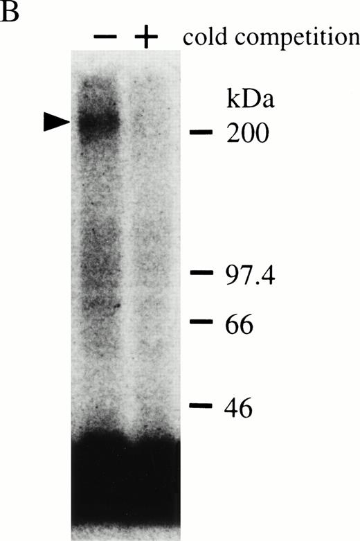 Fig. 3. Reconstitution of OSM receptor in Ba/F3 cells. (A) Scatchard plot analysis of Ba/F3 transfectant expressing only mOSMRβ; mOSM binds only to mOSMRβ with low affinity. (B) Chemical cross-linking experiment using Ba/F3 transfectant expressing only mOSMRβ; 125I-mOSM binds to mOSMRβ specifically. (C) Scatchard plot analysis of Ba/F3 transfectant expressing mOSMRβ and gp130; double transfectant exhibits high- and low-affinity binding sites. (D) Growth stimulation of transfectant expressing mOSMRβ and gp130 responding to various ligands. Double transfectant proliferates in a mOSM-dependent manner, while neither hOSM nor mLIF stimulate its growth.