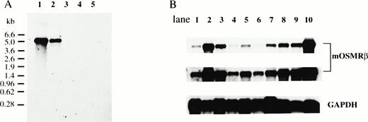 Fig. 4. Expression of mOSMRβ mRNA. (A) Northern blot analyses of mOSMRβ mRNA in various cell lines. PolyA+ RNAs were prepared from various cell lines, and 1 μg of each sample was subjected to Northern blot analysis: lane 1, LO cells; lane 2, NIH3T3 cells; lane 3, Ba/F3 cells; lane 4, CCE cells; lane 5, M1 cells. (B) Northern blot analyses of mOSMRβ mRNA in various adult tissues; 1 μg of each sample was subjected to Northern blot analyses: lane 1, brain; lane 2, lung; lane 3, heart; lane 4, liver; lane 5, kidney; lane 6, small intestine; lane 7, muscle; lane 8, thymus; lane 9, spleen; lane 10, LO cells (upper panel). The middle panel shows the long exposure of the upper panel. The lower panel demonstrates equal loading by rehybridization with the GAPDH probe.