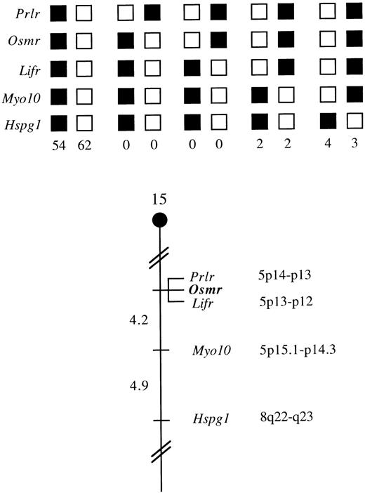 Fig. 5. Osmr maps in the proximal region of mouse chromosome 15. Osmr was placed on mouse chromosome 15 by interspecific backcross analysis. The segregation patterns ofOsmr and flanking genes in 127 backcross animals that were typed for all loci are shown at the top. For individual pairs of loci, >127 animals were typed. Each column represents the chromosome identified in the backcross progeny that was inherited from the (C57BL/6J × M. spretus) F1 parent. Shaded boxes represent the presence of a C57BL/6J allele, and white boxes represent the presence of a M. spretus allele. The number of offspring inheriting each type of chromosome is listed at the bottom of each column. A partial chromosome 15 linkage map showing the location ofOsmr in relation to linked genes is shown at the bottom. Recombination distances between loci (in centimorgans) are shown to the left of the chromosome, and the positions of loci in human chromosomes, where known, are shown to the right. References for the human map positions of loci cited in this study can be obtained from GDB (Genome Data Base), a computerized database of human linkage information maintained by The William H. Welch Medical Library of The Johns Hopkins University (Baltimore, MD).