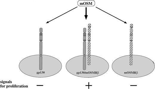 Fig. 6. Proposed model of the functional mOSM receptor. Bold arrows, high-affinity binding; arrows, low-affinity binding.
