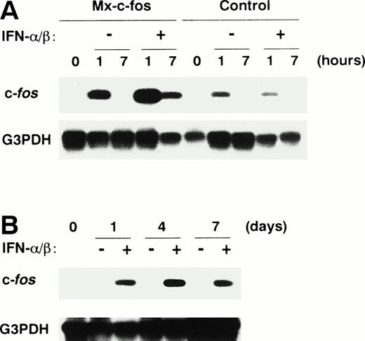 Fig. 1. Prolonged expression of c-fos mRNA in primitive hematopoietic stem cells from Mx–c-fos mice. Lin−Sca-1+ BM cells were cultured with SCF, IL-3, and IL-6 in the presence (200 U/mL) or absence of IFN-/β for 7 hours (A), or by the addition of IFN-/β (200 U/mL) on day 0 and day 4 (B). Levels of c-fos mRNA were measured by RT-PCR analysis followed by Southern blotting, as described in Materials and Methods. G3PDH mRNA served as an internal control for the amount of RNA.