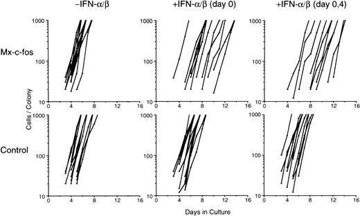 Fig. 4. Mapping study of colony formation by primitive hematopoietic stem cells. Lin−Sca-1+ BM cells (1 × 102) from Mx–c-fos mice or control littermates were cultured with SCF, IL-3, IL-6, and Epo. IFN-/β (200 U/mL) was added on day 0, or on day 0 and day 4. Graphic presentation indicates cell number changes in individual colonies that later became a mixed colony (CFU-Mix). The data represent colonies identified in two plates. The data presented are representative of two independent experiments.