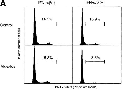 Fig. 6. Cell cycle analysis of primitive hematopoietic stem cells after stimulation. Lin−Sca-1+ BM cells from Mx–c-fos or control littermates were cultured with SCF, IL-3, and IL-6 in the presence (200 U/mL) or absence of IFN-/β. (A) After 24 hours, the cells were lysed and the nuclei were stained with propidium iodide. DNA content in the nuclei was determined by FACS. Percentage of PI-labeled nuclei in S/G2/M phase of the cell cycle is indicated. (B) After 36 hours, cells were pulsed with BrdU for 3 hours. Incorporated BrdU was detected by anti-BrdU monoclonal antibody and positive cells were counted. Results represent mean and SD of four dishes. The data presented are representative of three independent experiments.