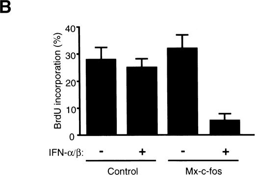 Fig. 6. Cell cycle analysis of primitive hematopoietic stem cells after stimulation. Lin−Sca-1+ BM cells from Mx–c-fos or control littermates were cultured with SCF, IL-3, and IL-6 in the presence (200 U/mL) or absence of IFN-/β. (A) After 24 hours, the cells were lysed and the nuclei were stained with propidium iodide. DNA content in the nuclei was determined by FACS. Percentage of PI-labeled nuclei in S/G2/M phase of the cell cycle is indicated. (B) After 36 hours, cells were pulsed with BrdU for 3 hours. Incorporated BrdU was detected by anti-BrdU monoclonal antibody and positive cells were counted. Results represent mean and SD of four dishes. The data presented are representative of three independent experiments.