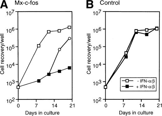 Fig. 7. Inhibitory effect of c-fos on the stroma-dependent hematopoiesis by primitive hematopoietic stem cells. Lin−Sca-1+ BM cells (3 × 102 cells/well in 6-well tissue culture plate) were cultured on a PA-6 stromal-cell layer in the presence (closed square; 200 U/mL) or absence (□) of IFN-/β. On day 12 of culture, the cells from Mx–c-fos culture with IFN-/β were obtained and washed with medium, and continued to culture on the PA-6 stromal layer with (▪) or without (○) IFN-/β. Nonadherent cells obtained from at least four dishes by gentle pipetting at every medium change were rinsed once with medium, pooled, and counted. The data presented are representative of three independent experiments.