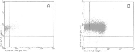 Fig. 5. Flow cytometry analysis of CD34+ cells selected on HCA-F84.1 complexes. Bound (A) and unbound (B) cells were double-stained with anti–CD34-PE (FL2) and anti–CD38-FITC (FL1) antibodies. The upper right region was delineated as excluding any nonspecifically labeled cell after incubation with IgG1 irrelevant controls.