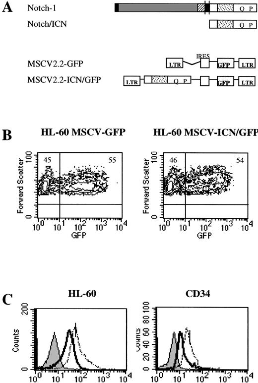 Fig. 1. Retroviral constructs and transduction. (A) Structure of Notch1 and ICN and of the retroviral vector MSCV 2.2. (▪), hydrophobic leader; (▩), EGF-like repeats; (▨), LNR repeats; (‖▪‖), transmembrane domain; (▧), ankyrin repeats; Q, glutamine-rich region; P, PEST sequence. The MSCV LTR, IRES motif, and GFP gene of the MSCV 2.2 vector are indicated. (B) Flow cytometric analysis for GFP in HL-60–transduced cells. Contour plots represent fluorescence intensity for GFP on the x-axis and cell forward scatter on the y-axis. (C) Flow cytometric analysis for Notch1 on gated HL-60 and CD34+ GFP-positive cells. The polyclonal antibody directed against the intracytoplasmatic region of Notch1, T3, was used as described. Histograms are expressed as fluorescence intensity for Notch1 on the x-axis (log scale) and cell count on the y-axis. Superimposed are fluorograms with anti-GST control antibody on MSCV-GFP cells (left, filled curve), anti-T3 antibody on MSCV-GFP cells (middle curve, solid line), and anti-T3 antibody on MSCV-ICN/GFP cells (right curve, dotted line). Fluorograms with anti-T3 antibody on MSCV-GFP cells and uninfected cells were superimposable.