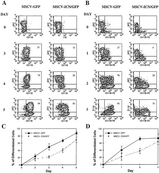 Fig. 2. Effects of activated Notch1 on the differentiation of HL-60 cells. Two-color flow cytometric analysis for GFP and CD11b on transduced HL-60 cells in the absence (day 0) and in the presence of 1 μm ATRA (A and C) or 4 nm TPA (B and D). At each time point, cells were harvested, washed, and labeled with anti-CD11b PE-conjugated MoAb and analyzed by FACS. Contour plots (A and B) represent fluorescence intensity for CD11b on the x-axis and for GFP on the y-axis. Values in the line graphics (C and D) represent the mean percentage of CD11b-expressing cells in the GFP-positive population in four (C) and two (D) independent experiments. Bars represent standard error.