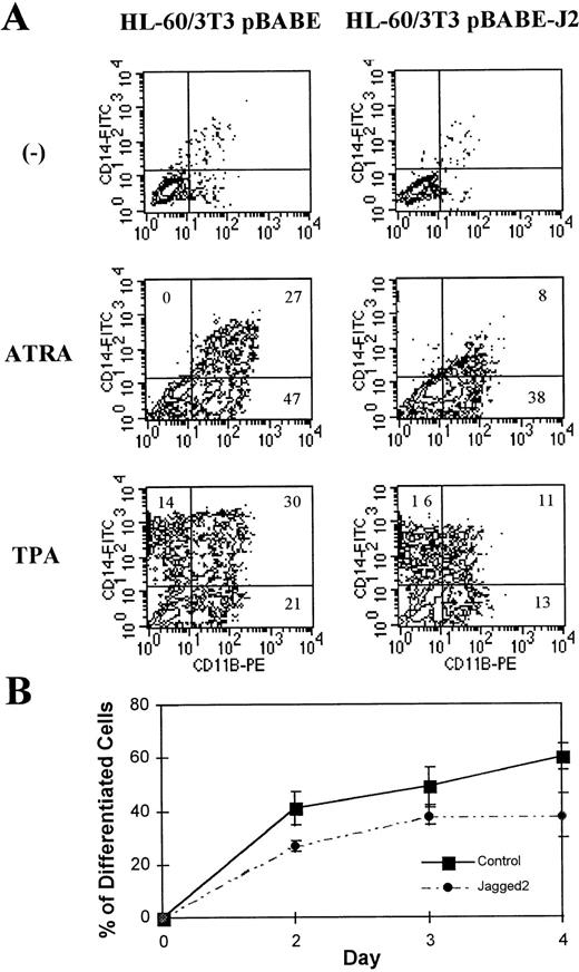 Fig. 4. Effects of Notch ligand-dependent activation on HL-60 differentiation. HL-60 cells were washed and seeded on NIH3T3pBABE and NIH3T3pBABE-J2 cell monolayers at the density of 0.2 × 106/mL when in the absence and at the density of 0.4 × 106/mL when in the presence of ATRA or TPA. At days 2, 3, and 4 of coculture, HL-60 cells were detached from the 3T3 layer, washed, and labeled with anti-CD11b PE-conjugated and anti-CD14 FITC-conjugated MoAbs and subsequently analyzed by two-color flow cytometric analysis. (A) Two-color flow cytometric analysis at day 4 of differentiation in the absence and in the presence of ATRA or TPA. Contour plots represent fluorescence intensity for CD11b on the x-axis and for CD14 on the y-axis. Contaminating NIH3T3 cells were excluded from the analysis based on their different forward scatter (FSC) and side scatter (SSC) and their negativity to CD15 (positive 100% on HL-60 cells). (B) Values in the line graphic represent the mean percentage of HL-60 cells expressing CD11b during coculture with NIH3T3pBABE and NIH3T3pBABE-J2 at days 0, 2, 3, and 4 after induction of differentiation. Bars represent standard error.