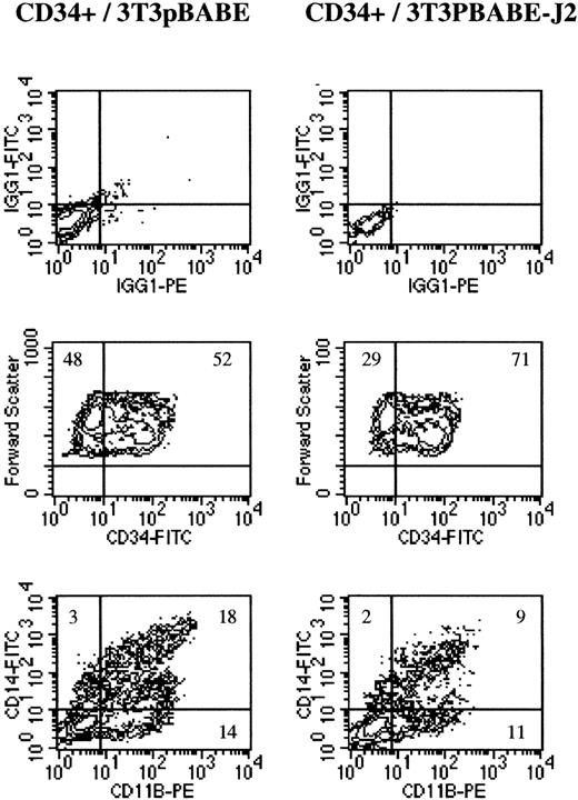 Fig. 5. Effects of Notch ligand-dependent activation on differentiation of primary hematopoietic progenitors. Purified CD34+ were seeded on NIH3T3pBABE and NIH3T3pBABE-J2 at a density of 0.1 × 106/mL in IMDM supplemented with 10% FCS and FLT-3 L. At different time points cells were detached from the 3T3 layer, washed, and labeled with FITC- and PE-conjugated MoAbs directed to CD34, CD11b, or CD14. The top panel of contour plots shows fluorescence intensity of the cultured CD34+ cells stained with control antibodies (IgG1-FITC and IgG1-PE) at day 14. The middle panel shows fluorescence intensity of the cultured CD34+ cells stained with anti-CD34 antibody at day 7; CD34 intensity of fluorescence is expressed on the x-axis, and forward scatter on the y-axis. The bottom panel shows two-color flow cytometric analysis of cultured CD34+ cells at day 14; anti-CD11b antibody fluorescence intensity is shown on the x-axis, and anti-CD14 antibody fluorescence intensity on the y-axis.