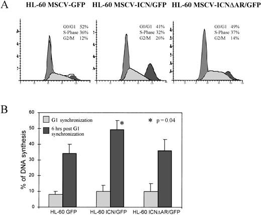 Fig. 7. Effects of activated Notch1 on HL-60 cell cycle kinetics. (A) HL-60 MSCV-GFP, HL-60 MSCV-ICN/GFP, and MSCV-ICNΔAR/GFP cells cultured in growth media were obtained and stained with the DNA dye TOPRO-3. Cell cycle distribution was analyzed gating on GFP-positive cells. (B) Cells were synchronized as described, and aliquots were obtained every 6 hours after 30 minutes of incubation with BrdU. Samples were stained with anti-BrdU MoAb and propidium iodide before FACS analysis. Columns represent the average of five experiments and express the percentage of cells that were in S-phase by their positivity to BrdU staining. Bars represent standard error. The difference between HL-60 MSCV-GFP and HL-60 MSCV-ICN/GFP populations is statistically significant (P = .04).