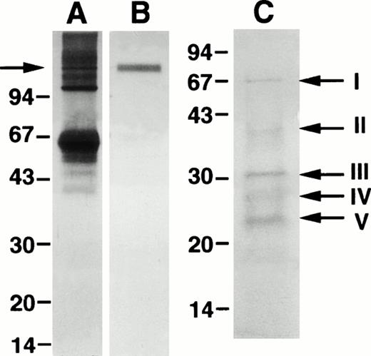 Fig. 2. Isolation of the 125-kD component of LAI. Lanes A and B show preparative SDS-PAGE for isolation of the 125-kD component marked by an arrow in lane A and the resulting electroeluted material in lane B. Lane C shows the peptide fragments after CNBr cleavage blotted onto a PVDF membrane and stained with Coomassie blue. Bands I through V were excised for amino acid sequencing. The position of MW markers is indicated.