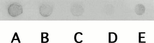 Fig. 3. Immunoblot analysis of the 125-kD component isolated by electroelution from preparative SDS-PAGE. A total of 100, 50, and 25 ng purified PR3 from mature neutrophils was applied to a nitrocellulose membrane in dots A, B, and C, respectively; E shows the reaction of the 125-kD component from one SDS-PAGE gel, and D the equivalent volume of electroelution buffer (negative control).