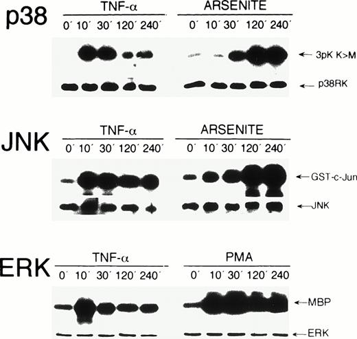 Fig. 1. Activation kinetics of endogenous MAP kinases in HUVEC after stimulation with TNF-, PMA, and arsenite. HUVEC were stimulated with 5 ng/mL TNF-, 20 ng/mL PMA, or 0.25 mmol/L arsenite for the time intervals indicated. Immunecomplex kinase assays were performed as described in Materials and Methods using 3pK K>M, GST-c-Jun(1-135), and myelin basic protein (MBP) as substrates for p38, JNK, and ERK, respectively. Protein loads were controlled in Western blot assays using appropriate antisera. On stimulation with PMA, a strong activation of ERK was detected, which persisted over 240 minutes (lower panel). Arsenite strongly induced p38 and JNK kinases with peak levels after 240 minutes (upper and middle panels).