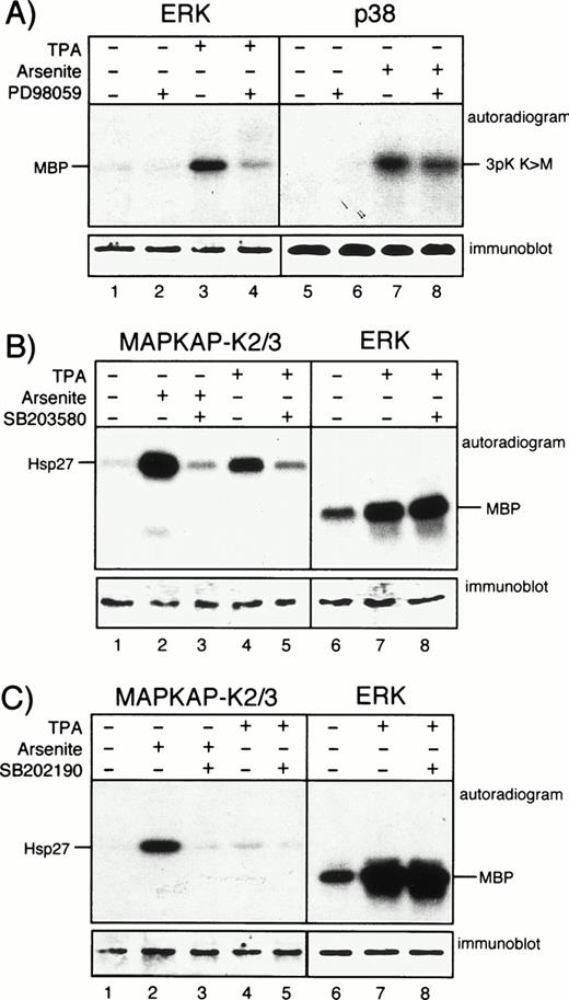 Fig. 2. PD98059, SB203580, and SB202190 function as specific kinase inhibitors in HUVEC. (A) Cells were left unstimulated or were exposed to PMA (for 30 minutes) or arsenite (for 60 minutes) in the presence or absence of 20 μmol/L PD98059 after 30 minutes of pretreatment as indicated. After cell lysis, ERK or p38 were immunoprecipitated and assayed for activity as described. (B) HUVEC were left unstimulated or were stimulated with arsenite or PMA as described above either without or with 30 minutes of preincubation with 20 μmol/L SB203580. After cell lysis, kinases MAPKAP kinases 2 and 3 or ERK were immunoprecipitated and assayed for activity as described in Materials and Methods. (C) Experiments were performed as described in (B), but with the use of 20 μmol/L SB202190 instead of SB203580. Western blots show equal protein loading of the respective kinases.