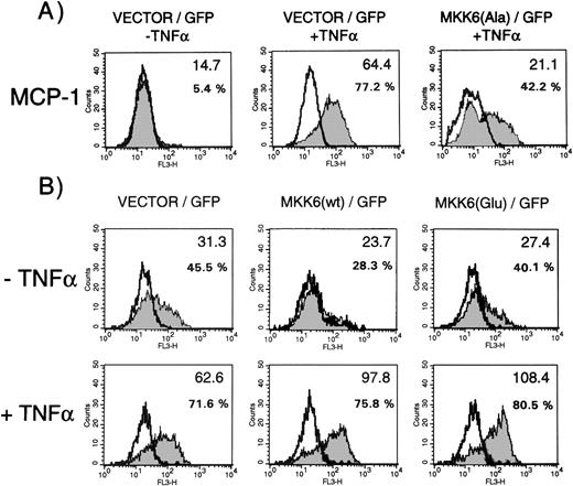 Fig. 5. MCP-1 synthesis in cells expressing dominant negative MKK6(Ala), MKK6 wild-type, or constitutively active MKK6(Glu) in the presence or absence of TNF-. Cells were transfected in a 1:3 ratio with pGreenLantern expressing GFPS65T and plasmids expressing either empty expression vector KRSPA, KRSPA MKK6(Ala), KRSPA MKK6 wild-type, or KRSPA MKK6(Glu). (A) Cells transfected with empty expression vector or dominant negative MKK6, ie, MKK6(Ala), were either left unstimulated or stimulated with 2 ng/mL TNF- for 12 hours. Successfully transfected cells were analyzed for MCP-1 synthesis by flow cytometry as described in Materials and Methods. Flow cytometry profiles of one representative experiment are shown. Open profiles represent isotype controls, shaded profiles represent cells labeled for MCP-1 expression. Bold letters indicate the mean fluorescence intensities; additionally, percentages of MCP-1–positive cells are given. (B) HUVEC transfected with empty expression vector, wild-type MKK6, or a constitutively active mutant of MKK6, ie, MKK6(Glu), were exposed to a limited concentration of TNF- (0.2 ng/mL) and evaluated for MCP-1 expression as indicated.