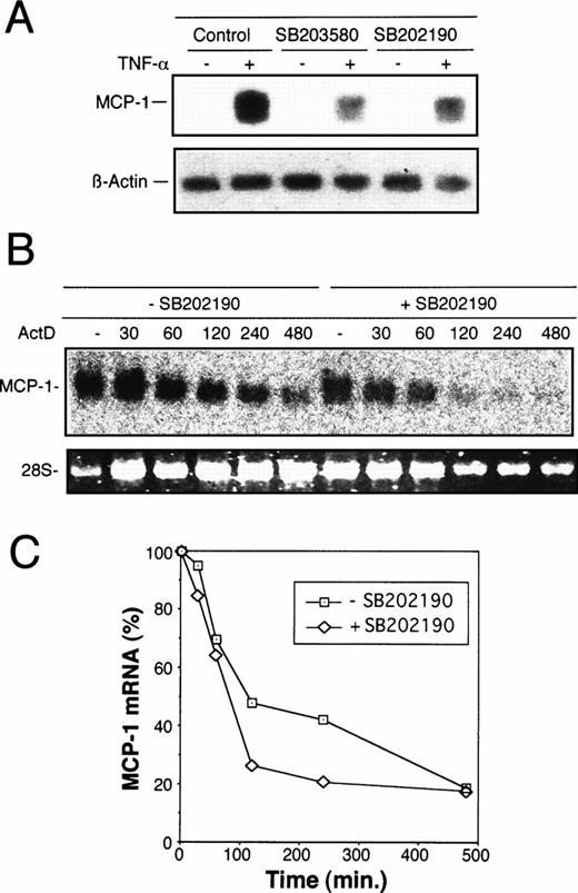 Fig. 6. Inhibition of TNF-–induced MCP-1 mRNA synthesis by p38 inhibitors, SB203580 and SB202190. (A) Total mRNA was extracted from HUVEC exposed to 20 μmol/L SB203580 or SB202190 30 minutes before and during an 8-hour period of stimulation with 2 ng/mL TNF-. Control samples were incubated without p38 inhibitors in the absence or presence of TNF- as indicated. MCP-1 mRNA levels were determined by Northern blot analysis as described in Materials and Methods. Blots were reprobed with an actin cDNA probe to control RNA loading. (B) To assess the effect of p38 inhibition on stability of TNF-–induced MCP-1 mRNA, HUVEC were treated with TNF- in the absence or presence of SB202190 as in (A). After 8 hours (time zero), Act D was added at 2 μg/mL and total RNA isolated at the time intervals indicated (in minutes). Northern blot analysis was performed as described above. (C) Autoradiography bands shown in (B) were analyzed by densitometry and normalized to the RNA content as judged by the levels of 28S rRNA. TNF-–induced MCP-1 mRNA levels at time zero were set as 100%. The decrease of MCP-1 mRNA amounts is shown after exposure to Act D for different time intervals as indicated. Treatment with Act D alone had no effect on the levels of MCP-1 mRNA (data not shown).