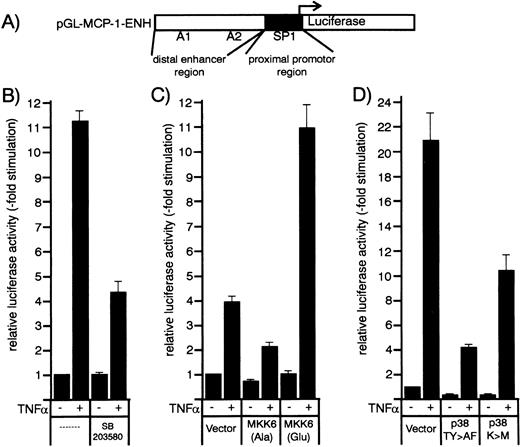 Fig. 7. Effect of p38 inhibitors and kinase mutants of the MKK6/p38 signaling module on TNF-–induced MCP-1 promoter activity in HUVEC. (A) Schematic representation of the human MCP-1 promoter/enhancer construct with the SP1 and NF-κB (A1 and A2) sites marked. The proximal promoter and the distal enhancer region are indicated by closed and open boxes. (B) An MCP-1 promoter/enhancer luciferase construct was transfected into HUVEC according to a DEAE-dextran protocol as described in Materials and Methods. After 36 hours, cells were stimulated with 1 ng/mL TNF- for 12 hours with or without a 30-minute pretreatment with 20 μmol/L SB203580 as indicated. (C and D) HUVEC were cotransfected with MCP-1 promoter/enhancer luciferase constructs and kinase mutants MKK6(Ala), MKK6(Glu), p38(TY>AF), or p38(K>M) as indicated. Thirty-six hours later, cells were stimulated with 2 ng/mL TNF-. Relative luciferase activity is expressed as fold stimulation as described in Materials and Methods.