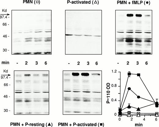 Fig. 1. Activated platelets induce protein-tyrosine phosphorylation in PMN. PFA-fixed thrombin-activated platelets alone (P-activated), PMN alone or combined with PFA-fixed resting (P-resting), or thrombin-activated (P-activated) platelets at a ratio of 1:5 were incubated for different times at 37°C and stirring at 1,000 rpm (standard conditions). In parallel experiments PMN were challenged with fMLP (1 μmol/L) for comparison. The figure shows the Western blot of samples from a representative experiment and the graph reports the optical density (in arbitrary units) of the major tyrosine-phosphorylated protein showing a relative molecular mass between 97 and 116 kD (P∼110) in the corresponding samples (symbols in brackets). Values are means ± SEM, n = 3.