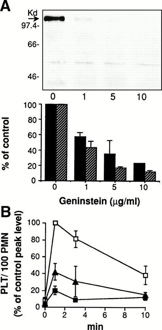 Fig. 2. Protein-tyrosine phosphorylation is required for platelet/PMN adhesion. (A) PMN were preincubated for 2 minutes at 37°C with different concentrations of genistein or an equivalent amount of DMSO before addition of PFA-fixed thrombin-activated platelets. In parallel, HE-loaded PMN were preincubated for 2 minutes at 37°C with different concentrations of genistein or an equivalent amount of DMSO before addition of PFA-fixed BCECF-loaded thrombin-activated platelets. Coincubation in standard conditions was stopped at 2 minutes and samples processed for the evaluation of protein-tyrosine phosphorylation and cell-cell adhesion. The figure shows the Western blot of samples from a representative experiment, and the graph reports the optical density of the tyrosine-phosphorylated P∼110 in parallel with the number of platelets bound by 100 PMN. Values, reported as percentage of control, are means ± SEM, n = 3. (B) HE-loaded PMN were preincubated for 2 minutes at 37°C with erbstatin A (10 μg/mL; black triangles), genistein (10 μg/mL; black squares), or DMSO (control; white squares) before addition of PFA-fixed BCECF-loaded thrombin-activated platelets and incubation in standard conditions. The reaction was stopped at different times and samples processed for fluorescence-activated cell sorter (FACS) analysis. Data report PLT/100 PMN and are expressed as percentage of the peak level (at 1 minute) of the DMSO-treated samples. At this time, 65 ± 8% of PMN bound 361 ± 150 platelets (means ± SEM, n = 3).