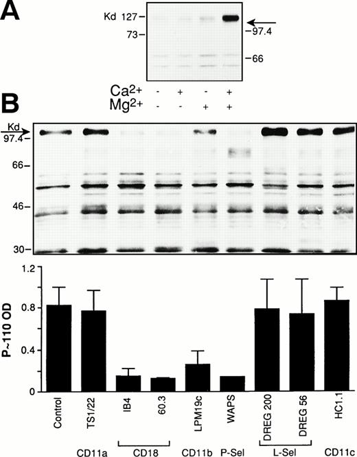 Fig. 3. P-selectin and CD11b/CD18 are both required for platelet-induced protein-tyrosine phosphorylation in PMN. (A) PMN were coincubated with thrombin-activated platelets in standard conditions in the absence or in the presence of 1 mmol/L Ca2+ and Mg2+ alone or together. The reaction was stopped at 2 minutes and samples processed for protein-tyrosine phosphorylation. The figure shows the Western blot of samples from a representative of two different experiments. (B) PMN and thrombin-activated platelets were preincubated for 15 minutes with the corresponding antibodies. Mixed-cell suspensions were coincubated in standard conditions, the reaction stopped at 2 minutes, and samples processed for analysis of protein-tyrosine phosphorylation. The figure shows the Western blot of samples from a representative experiment and bars report the optical density of the tyrosine-phosphorylated P∼110. Values are means ± SEM, n = 3 or 4.