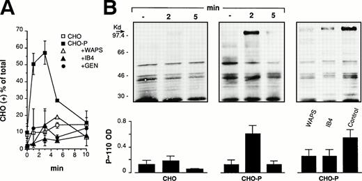 Fig. 4. P-selectin expressed on CHO cells triggers genistein-sensitive β2-integrin–dependent adhesion and stimulates protein-tyrosine phosphorylation in PMN. (A) HE-loaded wild-type CHO or P-selectin expressing CHO (CHO-P) cells were incubated in suspension with PMN at a final ratio of 1:5 in standard conditions. The anti-CD18 antibody (IB4) was preincubated with PMN and the anti–P-selectin antibody (WAPS12.2) was preincubated with CHO-P for 15 minutes. PMN were pretreated with genistein (10 μg/mL; GEN) as in Fig2. The interaction was stopped at different times and samples processed for FACS analysis. Data report the percentage of CHO cells binding PMN. Values are means ± SEM, n = 3 to 5. (B) PMN and CHO-P were coincubated as reported above. The interaction was stopped at the indicated times or at 2 minutes, when the effect of antibodies was investigated. The figure shows the Western blot from a representative of three different experiments and the corresponding optical density of P∼110 (means ± SEM, n = 3).