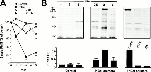 Fig. 5. P-selectin–IgG chimera triggers genistein-sensitive, β2-integrin–dependent PMN aggregation and stimulates protein-tyrosine phosphorylation. (A) PMN were incubated in standard conditions in the presence of 50 μg/mL of nonimmune human IgG in the absence (control) or in the presence of 10 μg/mL of P-selectin–IgG chimera (P-sel). PMN were preincubated with the anti-CD18 antibody (IB4) or with genistein (GEN) as reported in Figs 2 and 3. The reaction was stopped, and PMN remaining single, nonaggregated were counted by optical microscopy in a Burker chamber. Values (means ± SEM, n = 3 or 4) are reported as percentage of the basal level. (B) PMN were challenged with P-selectin–IgG chimera as reported above. The reaction was stopped at different times. The figure shows the Western blot from a representative of three different experiments and the corresponding optical density of P∼110 (mean ± SEM, n = 2 or 3).