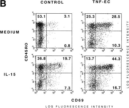 Fig. 4. IL-15 cooperates with TNF-–activated ECs and ICAM-1 in the induction of CD69 T-cell expression. (A) Activated ECs do not enhance the induction of CD25 promoted by IL-15 in T cells. PBLs incubated in the presence or absence of fixed TNF-–activated ECs (TNF-EC and control, respectively) were stimulated for 18 hours in the presence or absence of IL-15 (15 ng/mL). Cells were collected and CD69/CD25 expression of CD3+ cells was analyzed by three-color flow cytometry. Numbers correspond to the percent of positive cells. A representative experiment out of three is shown. (B) Additive effect of IL-15 and activated ECs on the induction of CD69 in CD45RO memory T cells. PBLs were incubated alone (control) or on fixed TNF-–activated EC monolayers in the presence or absence of IL-15. After 18 hours of culture, CD69/CD45RO expression of CD3+cells was analyzed by three-color flow cytometry. Numbers correspond to the percent of positive cells. A representative experiment out of three is shown. (C) Additive effect of IL-15 and ICAM-1 on the induction of expression of CD69 by T cells. PBLs were plated on BSA (1%) or ICAM-1 (20 μg/mL) precoated wells in the presence or absence of IL-15 (25 ng/mL). After 18 hours, cells were collected and CD69 expression in CD3+ T cells was measured and is shown as percentage of positive T cells. A representative experiment out of five is shown.