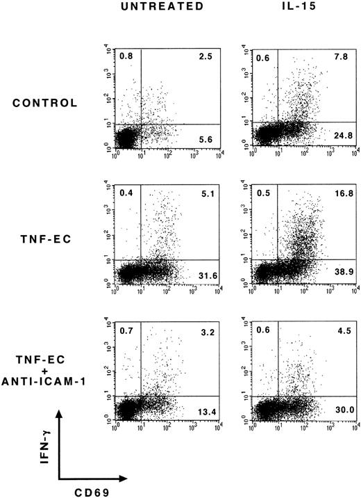 Fig. 5. Production of IFN-γ by T cells in the presence of TNF-–activated ECs and IL-15. PBLs were cultured alone (BSA) or on TNF-–activated ECs (TNF-EC) in the presence or absence of IL-15 (25 ng/mL) and/or anti–ICAM-1. After 48 hours of culture the expression of CD69 and intracellular IFN-γ was measured in T cells. A representative experiment out of four is shown.