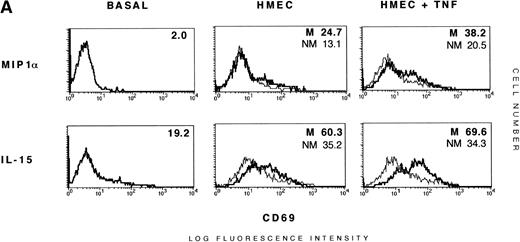 Fig. 6. Induction of T-cell activation during transmigration. (A) Additive effect of transendothelial migration and IL-15 on the expression of CD69 by T cells. PBTLs (>97% CD3+) were added to the upper compartment of Transwell chemotaxis chambers precoated with resting (HMEC-1) or TNF-–activated HMEC-1 cells (TNF–HMEC-1). In the lower chamber MIP1 (20 ng/mL) or IL-15 (15 ng/mL) were added as chemoattractants. As control, T cells were incubated with these cytokines in the absence of ECs. After 16 hours, control, upper chamber, and lower chamber T cells were separately collected and the expression of CD69 in CD3+ cells was measured by two-color flow cytometry. The thin lines and percentages correspond to the upper chamber T cells (NM, nonmigrated) and the thick lines and percentages to T cells migrated to the lower chamber (M, migrated).The proportion of migrated T cells for MIP1 is 25.1% (HMEC-1) and 30.6% (TNF–HMEC-1), and for IL-15 is 33.8% (HMEC-1) and 37.3% (TNF–HMEC-1). A representative experiment out of three is shown. (B) Additive effect of transmigration across ICAM-1–coated membranes and IL-15 on T-cell activation. PBTLs were plated in the upper compartment of FN (20 μg/mL) or rsICAM-1 (20 μg/mL) precoated Transwell chemotaxis chambers and MIP1 (20 ng/mL) or IL-15 (15 ng/mL) were added as chemoattractants in the lower chamber. Control cells were incubated as in (A). After 16 hours, T cells from both chambers were collected separately and the expression of CD69 in CD3+ cells was measured. The thin lines and percentages correspond to nonmigrated (NM) T cells from the upper chamber and the thick lines and percentages are referred to migrated (M) cells from the lower chamber. The proportion of migrated cells for MIP1 is 32.4% (FN) and 37.1% (ICAM-1), and for IL-15 is 42.8% (FN) and 47.6% (ICAM-1). A representative experiment out of three is shown.