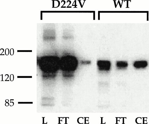 Fig. 2. Binding of IIbβ3 and IIbD224Vβ3 to a GRGDSPK-Sepharose 4B column. Lysates of CHO cells stably transfected with the indicated receptors were loaded onto a 1 mL GRGDSPK-Sepharose column. The column was washed then eluted with 1 mmol/L GRGDS peptide (3 mL). One-milliliter column fractions were collected, resolved on a 8% nonreducing polyacrylamide gel, transfered onto nitrocelluose, and immunoblotted with the IIb-specific MoAb 98DF6 (3.5 μg/mL). L, lysate; FT, flow through; CE, RGD eluted fraction.