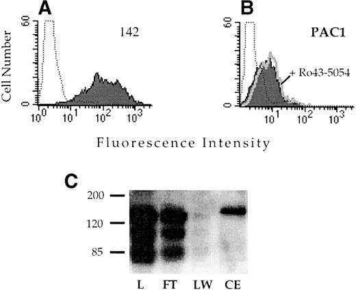 Fig. 5. Analysis of the ligand binding function of the vIIbβ3 chimeric receptor. CHO cells stably transfected with vIIbβ3 were stained with the anti-v MoAb 142 (A) or the IIbβ3-specific ligand mimetic antibody PAC1 (B). To analyze PAC1 binding, cells were incubated with the activating antibody anti-LIBS6 and washed and then PAC1 binding was analyzed in the presence (open histogram) and absence (shaded histogram) of the inhibitor Ro43-5054. Stained, untransfected CHO cells are depicted by the dotted histogram. (C) Lysates of CHO cells stably transfected with vIIbβ3were loaded onto a 1-mL GRGDSPK-Sepharose column. The column was washed and then eluted with 1 mmol/L GRGDS peptide (3 mL). Fractions were resolved on a 8% nonreducing polyacrylamide gel, transferred to nitrocellulose, and immunoblotted with MoAb 142. L, lysate; FT, flow through; LW, last wash fraction; CE, eluted fraction.