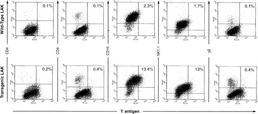 Fig. 2. Flow cytometric analysis of LAK cells. Spleen cells were incubated in high dose IL-2 for 10 days, and AdLAK cells were harvested for flow cytometric analysis. TAg expression is detected on the x-axis and lymphoid markers on the y-axis. Approximately 10% to 15% of the cells derived from the day 10 adherant LAK preparation are TAg+ and are also CD16+ and/or NK1.1+. Note that the percentage of cells in each compartment is not altered by expression of the transgene.